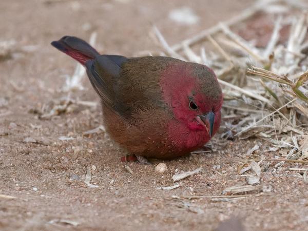 <h3>Lagonosticta senegala / Red‑billed firefinch / Vuurvinkje</h3>OM-1 Mark II with OLYMPUS M.150-400mm F4.5, 1/320 sec at F4.5, ISO 10000, distance 5.96 m